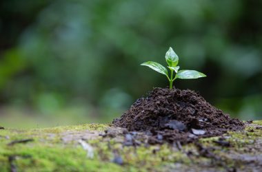 the sapling that grows from the ground has a natural background.